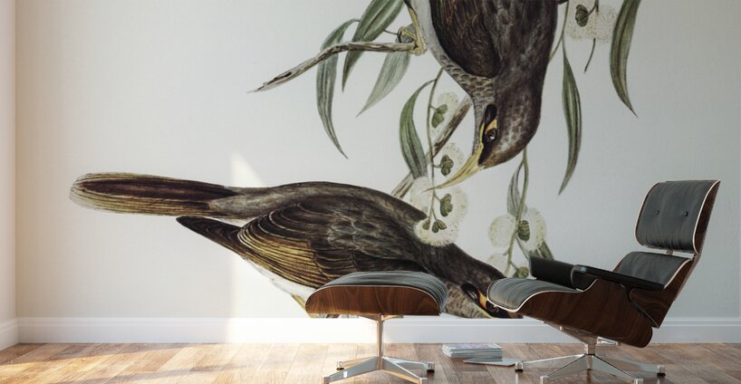 Black-throated Psophodes Psophodes nigrogularis illustrated by Elizabeth Gould 1804–1841 for John Gould’s 1804-1881 Birds of Australia  Wall Murals