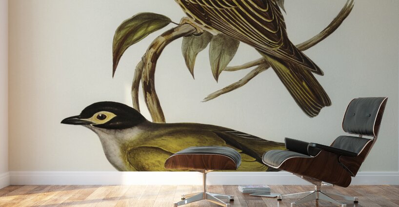 Australian Sphecotheres Sphecotheres Australis illustrated by Elizabeth Gould 1804–1841 for John Gould’s 1804-1881 Birds of Australia  Wall Murals