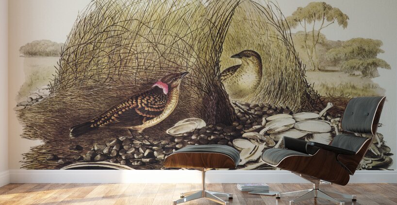 Spotted Bower Bird Chlamydera maculata illustrated by Elizabeth Gould 1804–1841 for John Gould’s 1804-1881 Birds of Australia  Wall Murals