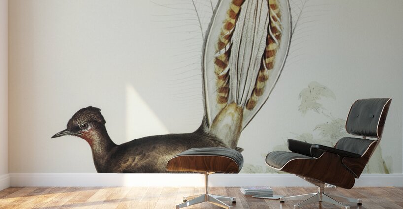 Lyre Bird Menura superba illustrated by Elizabeth Gould 1804–1841 for John Gould’s 1804-1881 Birds of Australia  Wall Murals