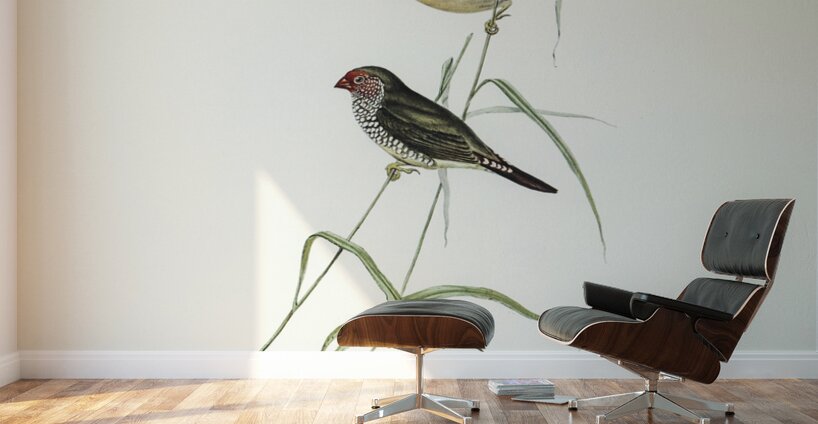 Red-tailed Finch Estrelda ruficauda illustrated by Elizabeth Gould 1804–1841 for John Gould’s 1804-1881 Birds of Australia  Wall Murals