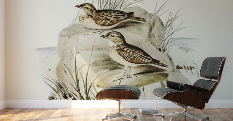 Horsfield’s Mirafra Mirafra Horsfieldii illustrated by Elizabeth Gould 1804–1841 for John Gould’s 1804-1881 Birds of Australia  Wall Murals