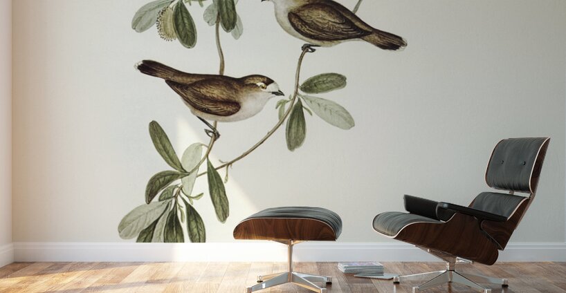 White-faced Xerophila Xerophila leucopsis illustrated by Elizabeth Gould 1804–1841 for John Gould’s 1804-1881 Birds of Australia  Wall Murals