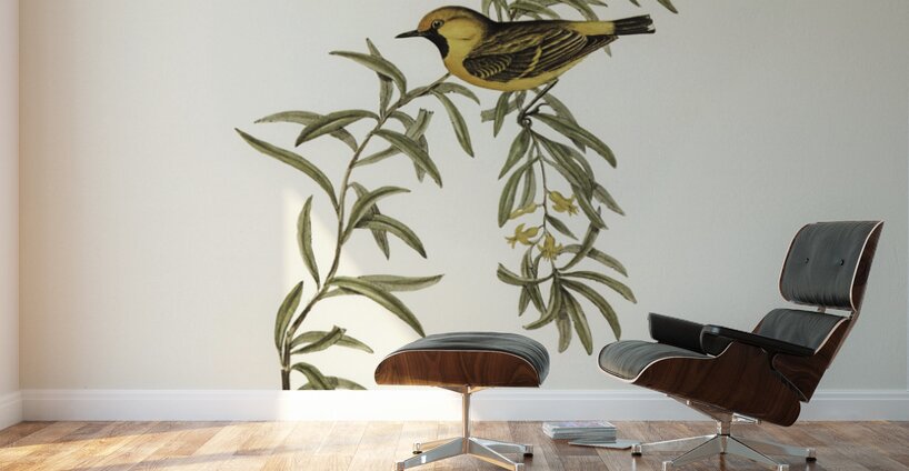 Orange-fronted chat Ephthianura aurifrons illustrated by Elizabeth Gould 1804–1841 for John Gould’s 1804-1881 Birds of Australia  Wall Murals