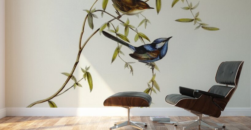 Black-backed Wren Malurus melanotus illustrated by Elizabeth Gould 1804–1841 for John Gould’s 1804-1881 Birds of Australia  Wall Murals