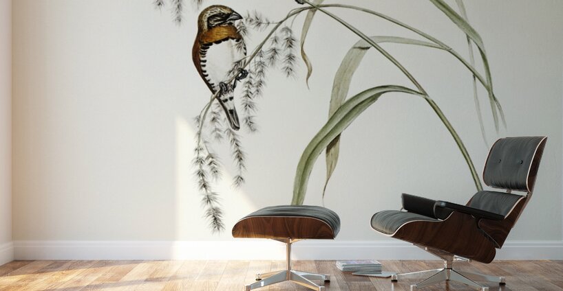 Chestnut-breasted Finch Donacola castaneothorax illustrated by Elizabeth Gould 1804–1841 for John Gould’s 1804-1881 Birds of Australia  Wall Murals