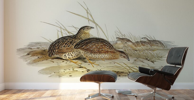 Chestnut-breasted Finch Donacola castaneothorax illustrated by Elizabeth Gould 1804–1841 for John Gould’s 1804-1881 Birds of Australia  Wall Murals