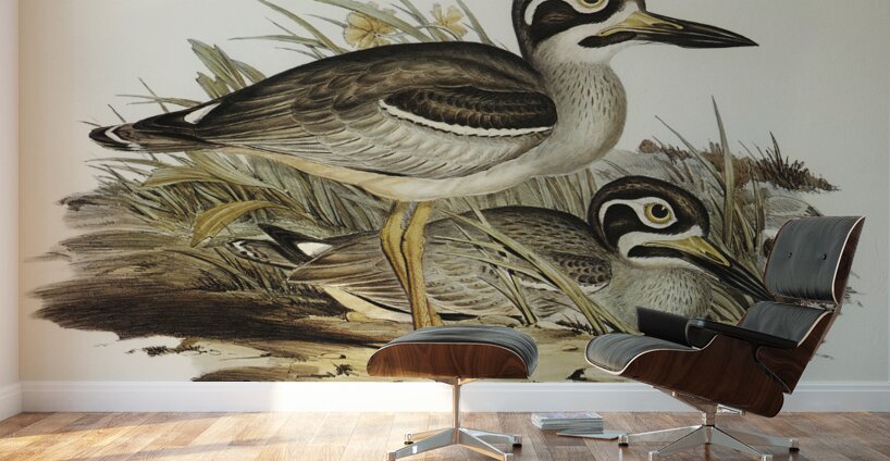 Large-billed Plover Esacus magnirostris illustrated by Elizabeth Gould 1804–1841 for John Gould’s 1804-1881 Birds of Australia  Wall Murals