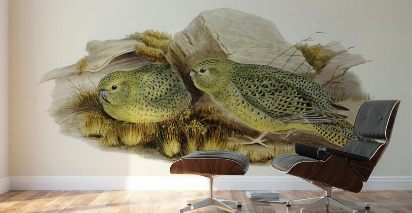 Nocturnal Ground-Parakeet Geopsittacus occidentalis illustrated by Elizabeth Gould 1804–1841 for John Gould’s 1804-1881 Birds of Australia  Wall Murals