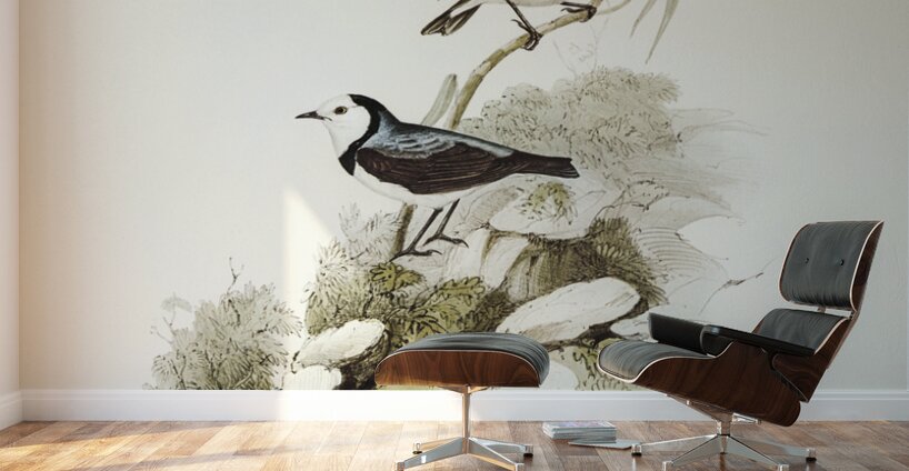 White-fronted chat Ephthianura albifrons illustrated by Elizabeth Gould 1804–1841 for John Gould’s 1804-1881 Birds of Australia  Wall Murals