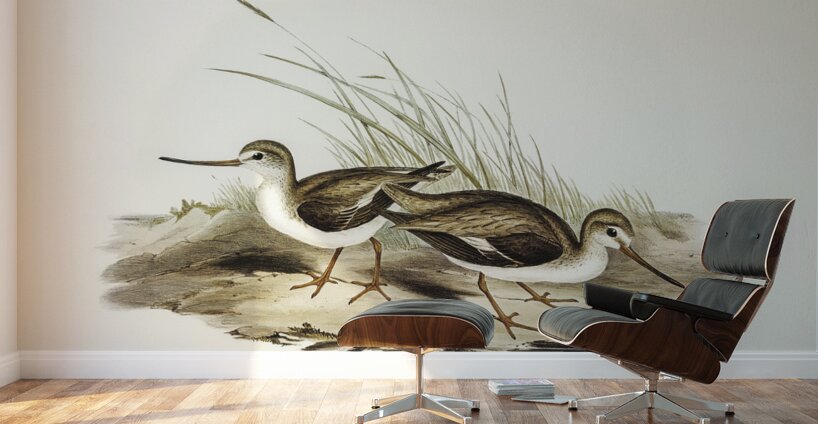 Terek Godwit Terekia cinerea illustrated by Elizabeth Gould 1804–1841 for John Gould’s 1804-1881 Birds of Australia  Wall Murals