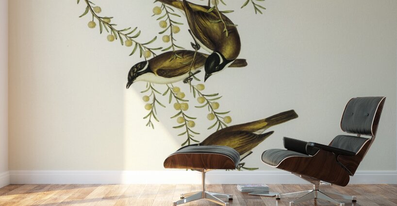 White-throated Honey-eater Melithreptus albogularis illustrated by Elizabeth Gould 1804–1841 for John Gould’s 1804-1881 Birds of Australia  Wall Murals