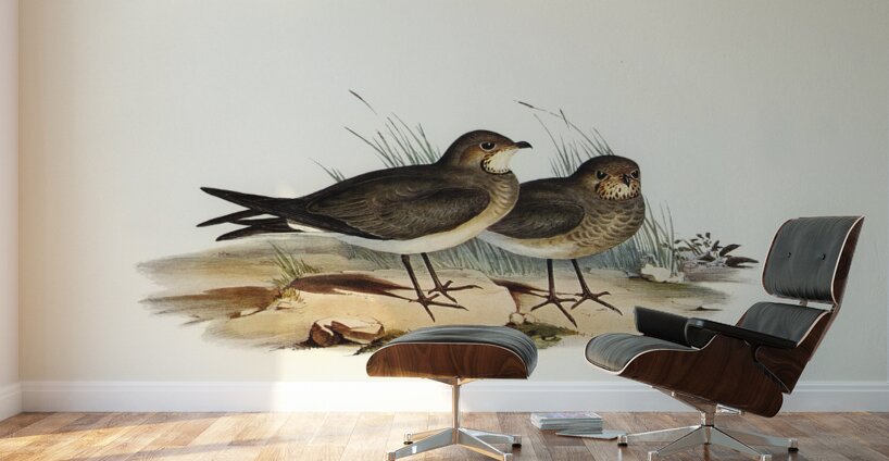 Oriental Pratincole Glareola Orientalis illustrated by Elizabeth Gould 1804–1841 for John Gould’s 1804-1881 Birds of Australia  Wall Murals