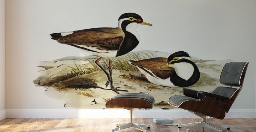 Black-breasted Pewit Sarciophorus pectoralis illustrated by Elizabeth Gould 1804–1841 for John Gould’s 1804-1881 Birds of Australia  Wall Murals