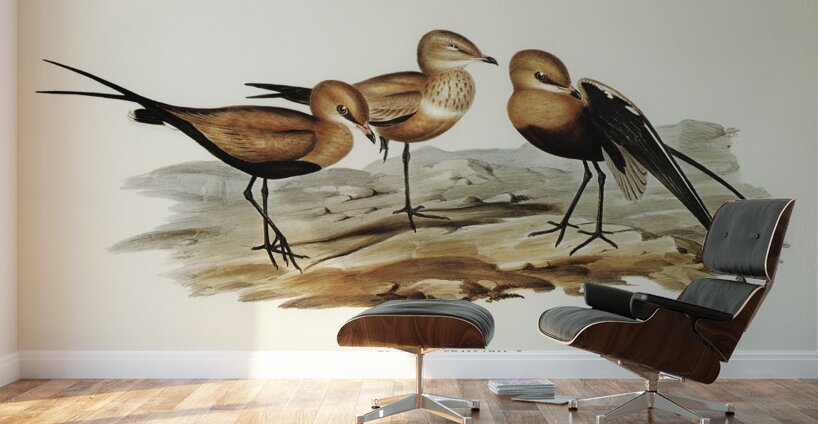 Australian Pratincole Glareola grallaria illustrated by Elizabeth Gould 1804–1841 for John Gould’s 1804-1881 Birds of Australia  Wall Murals