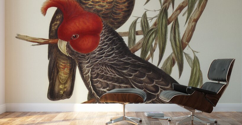 Gang-gang Cockatoo Callocephalon galeatum illustrated by Elizabeth Gould 1804–1841 for John Gould’s 1804-1881 Birds of Australia  Wall Murals