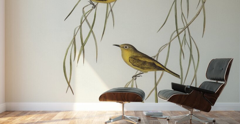Yellow Zosterops Zosterops lutcus illustrated by Elizabeth Gould 1804–1841 for John Gould’s 1804-1881 Birds of Australia  Wall Murals