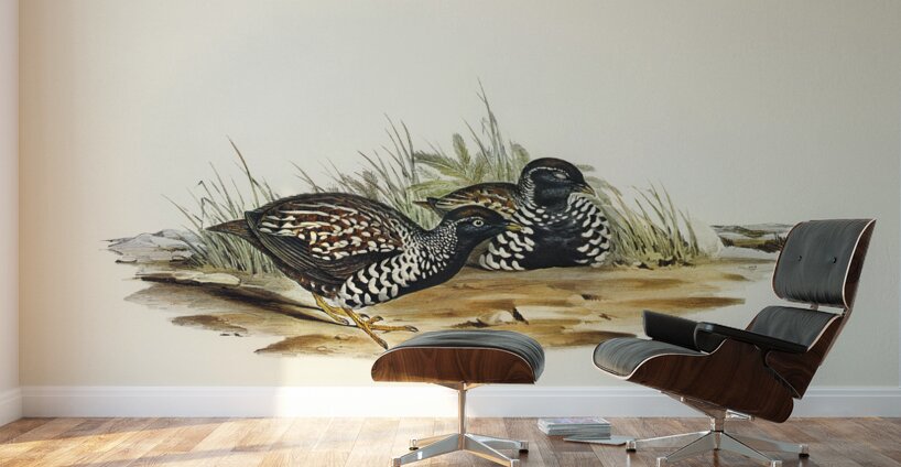 Black-breasted Hemipode Hemipodius melanogaster illustrated by Elizabeth Gould 1804–1841 for John Gould’s 1804-1881 Birds of Australia  Wall Murals