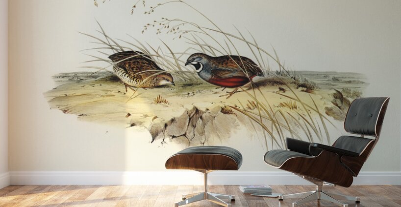 Chinese Quail Synoicus Chinensis illustrated by Elizabeth Gould 1804–1841 for John Gould’s 1804-1881 Birds of Australia  Wall Murals