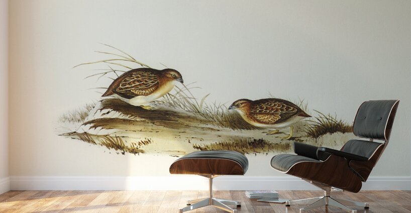 Swift-flying Hemipode Hemipodius velox illustrated by Elizabeth Gould 1804–1841 for John Gould’s 1804-1881 Birds of Australia  Wall Murals