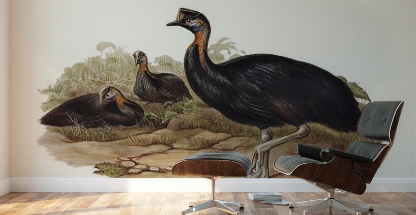 One-carunculated Cassowary Casuarius uniappendiculatus illustrated by Elizabeth Gould 1804–1841 for John Gould’s 1804-1881 Birds of Australia  Wall Murals