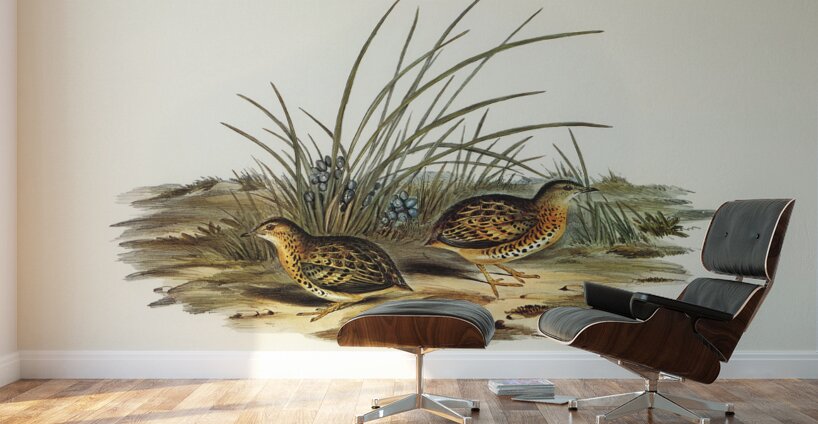 Black-backed Hemipode Hemipodius melanotus illustrated by Elizabeth Gould 1804–1841 for John Gould’s 1804-1881 Birds of Australia  Wall Murals