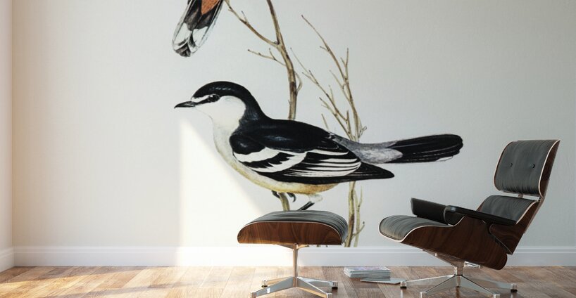 Black and White cuckooshrike Campephaga leucomela illustrated by Elizabeth Gould 1804–1841 for John Gould’s 1804-1881 Birds of Australia  Wall Murals