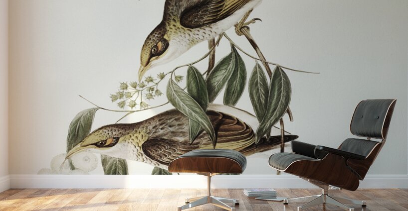 Luteous Honey-eater Myzantha lutea illustrated by Elizabeth Gould 1804–1841 for John Gould’s 1804-1881 Birds of Australia  Wall Murals