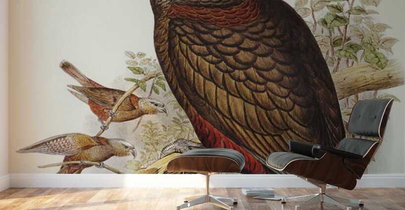 Jardine’s cuckooshrike Campephaga Jardinii illustrated by Elizabeth Gould 1804–1841 for John Gould’s 1804-1881 Birds of Australia  Wall Murals