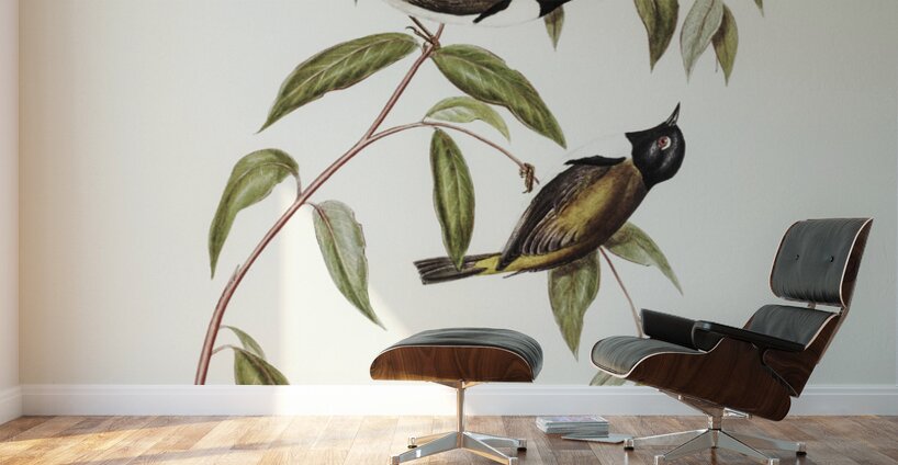 Black-headed Honey-eater Melthreptus melanocephalus illustrated by Elizabeth Gould 1804–1841 for John Gould’s 1804-1881 Birds of Australia  Wall Murals