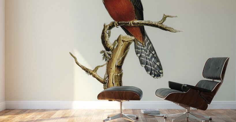 Chestnut-breasted Cuckoo Cacomantis castaneiventris illustrated by Elizabeth Gould 1804–1841 for John Gould’s 1804-1881 Birds of Australia  Wall Murals