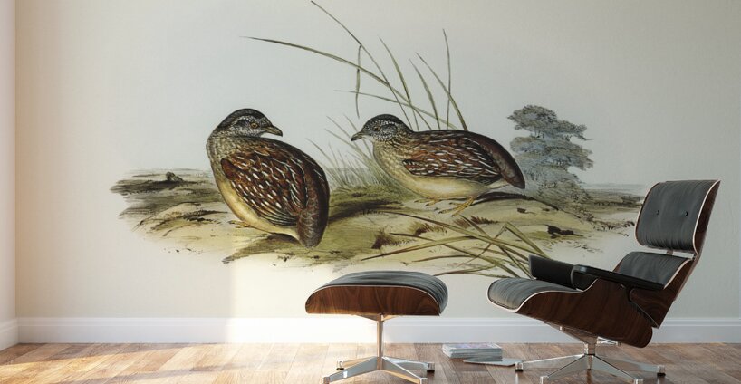 Chestnut-backed Hemipode Hemipodius castanotus illustrated by Elizabeth Gould 1804–1841 for John Gould’s 1804-1881 Birds of Australia  Wall Murals