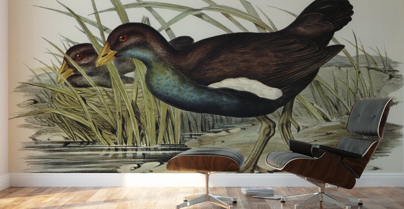 Australian Wild Duck Anus superciliosa illustrated by Elizabeth Gould 1804–1841 for John Gould’s 1804-1881 Birds of Australia  Wall Murals