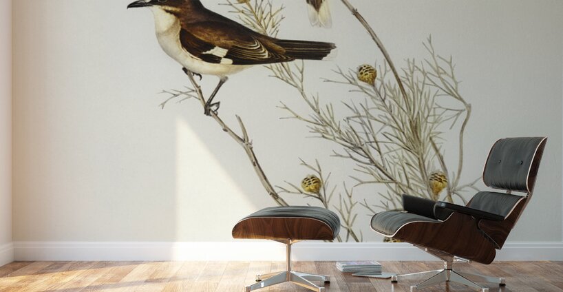 White-eyebrowed Robin Petroica superciliosa illustrated by Elizabeth Gould 1804–1841 for John Gould’s 1804-1881 Birds of Australia  Wall Murals