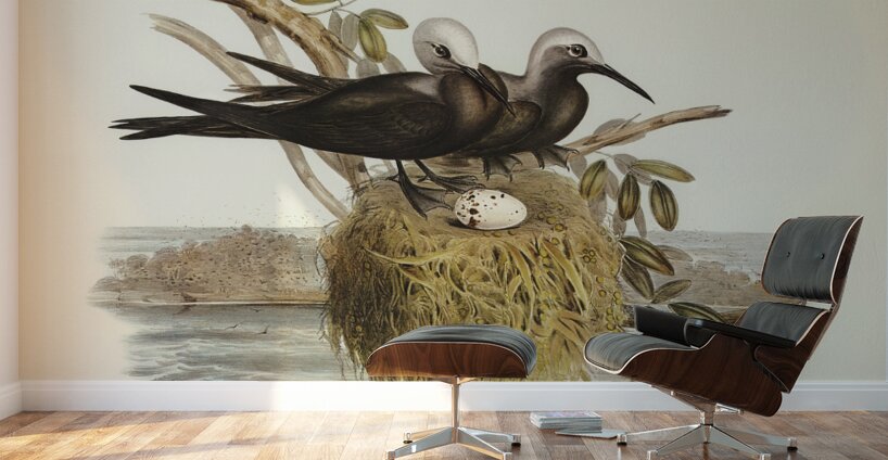 Lesser Noddy Anous melanops illustrated by Elizabeth Gould 1804–1841 for John Gould’s 1804-1881 Birds of Australia  Wall Murals