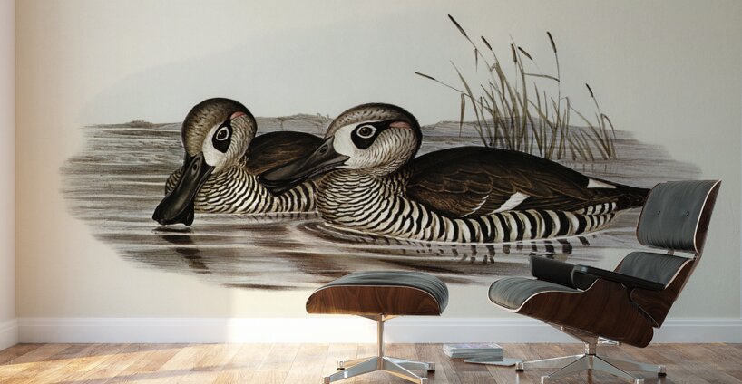 Membranaceous Duck Malacorhynchus membranaceus illustrated by Elizabeth Gould 1804–1841 for John Gould’s 1804-1881 Birds of Australia  Wall Murals