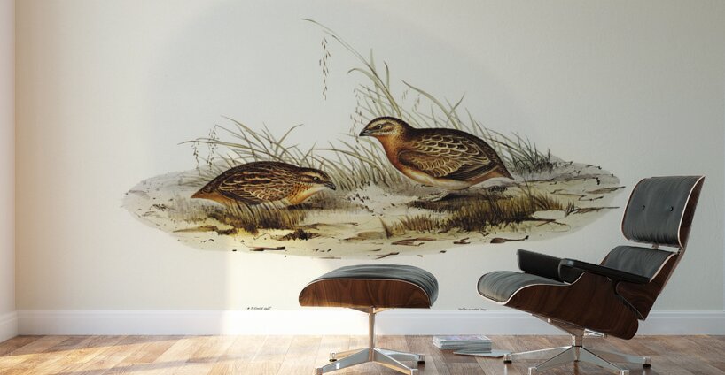 Chestnut-bellied Rail Eulabeornis castaneoventris illustrated by Elizabeth Gould 1804–1841 for John Gould’s 1804-1881 Birds of Australia  Wall Murals