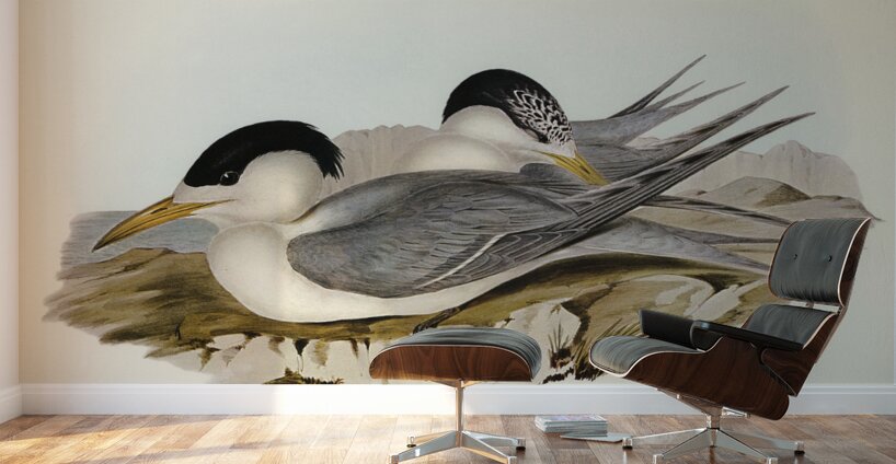 Torres Straits Tern Thalasseus Pelecanoides illustrated by Elizabeth Gould 1804–1841 for John Gould’s 1804-1881 Birds of Australia  Wall Murals