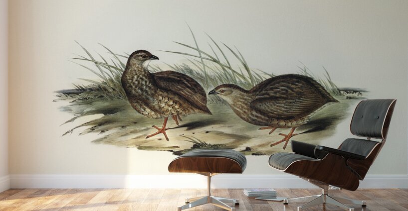 Sombre Partridge Synoicus sordidus illustrated by Elizabeth Gould 1804–1841 for John Gould’s 1804-1881 Birds of Australia  Wall Murals
