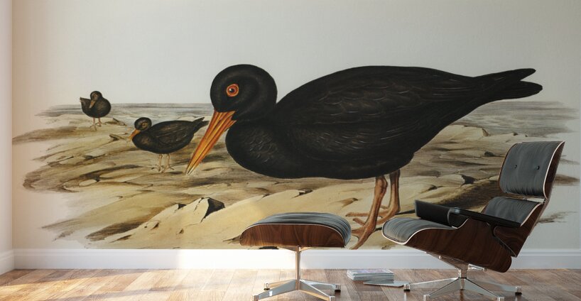 Sooty Oyster-Catcher Haematopus fuliginosus illustrated by Elizabeth Gould 1804–1841 for John Gould’s 1804-1881 Birds of Australia  Wall Murals