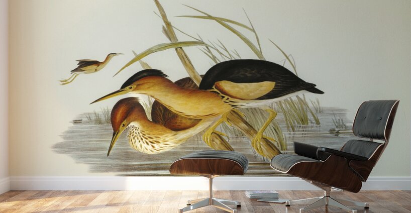 Minute Bittern Ardetta pusilla illustrated by Elizabeth Gould 1804–1841 for John Gould’s 1804-1881 Birds of Australia  Wall Murals