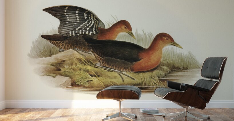 Red-necked Rail Rallina tricolor illustrated by Elizabeth Gould 1804–1841 for John Gould’s 1804-1881 Birds of Australia  Wall Murals