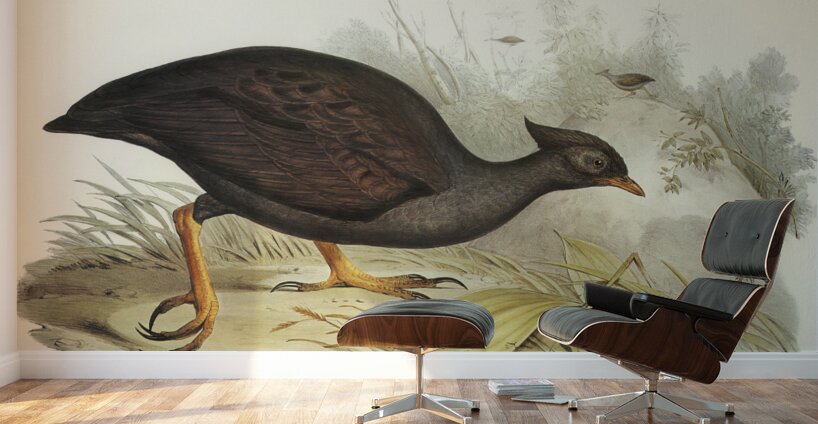 Mound-raising Megapode Megapodius Tumulus illustrated by Elizabeth Gould 1804–1841 for John Gould’s 1804-1881 Birds of Australia  Wall Murals