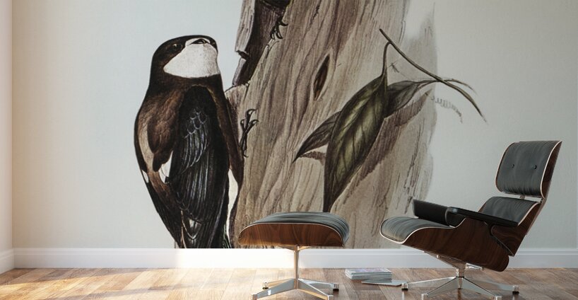 Australian Spine-tailed Swallow Acanthylis caudacuta illustrated by Elizabeth Gould 1804–1841 for John Gould’s 1804-1881 Birds of Australia  Wall Murals