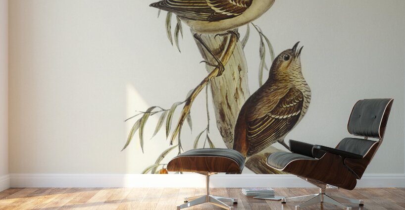 Scrub Robin Drymodes brunneopygia illustrated by Elizabeth Gould 1804–1841 for John Gould’s 1804-1881 Birds of Australia  Wall Murals