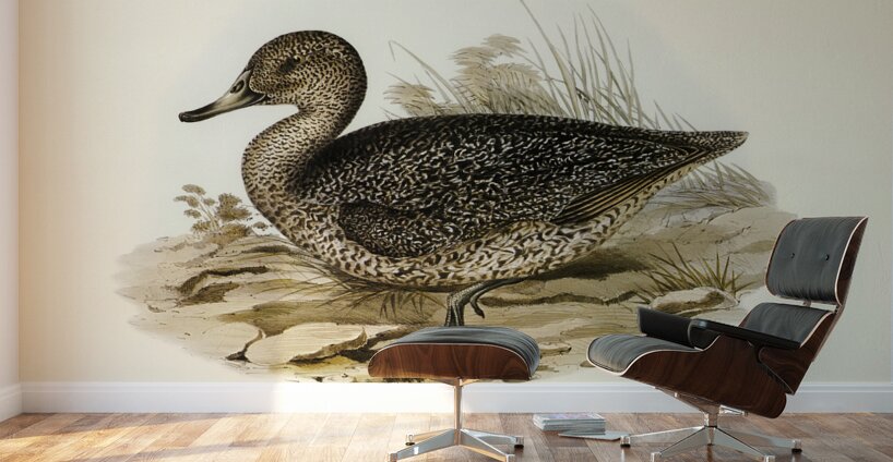 Freckled Duck Anus naevosa illustrated by Elizabeth Gould 1804–1841 for John Gould’s 1804-1881 Birds of Australia  Wall Murals