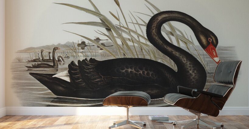 Black Swan Cygnus atratus illustrated by Elizabeth Gould 1804–1841 for John Gould’s 1804-1881 Birds of Australia  Wall Murals