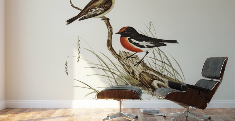 Red-capped Robin Petroica Goodenovii illustrated by Elizabeth Gould 1804–1841 for John Gould’s 1804-1881 Birds of Australia  Wall Murals