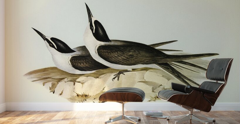 Panayan Tern Onychoprion Panaya illustrated by Elizabeth Gould 1804–1841 for John Gould’s 1804-1881 Birds of Australia  Wall Murals