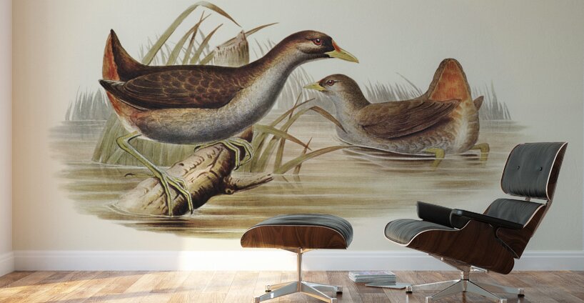 Rufous-vented Gallinule Gallinula ruficrissa illustrated by Elizabeth Gould 1804–1841 for John Gould’s 1804-1881 Birds of Australia  Wall Murals